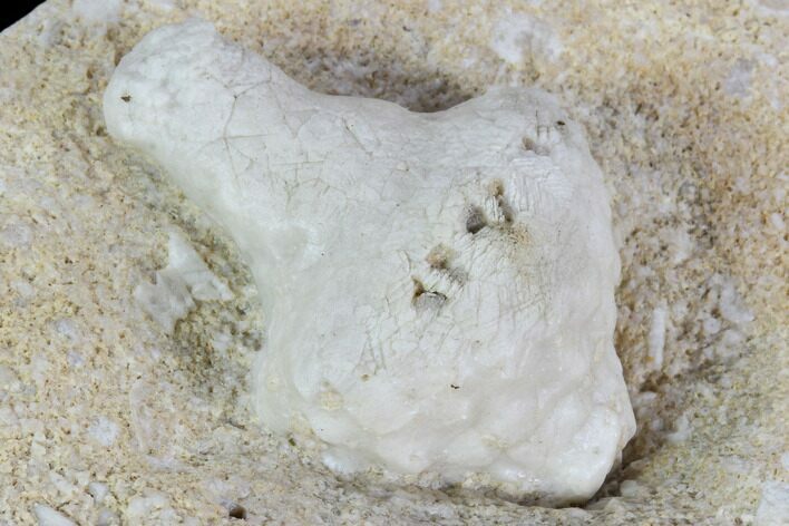 Fossil Crinoid Plate - Missouri #103526